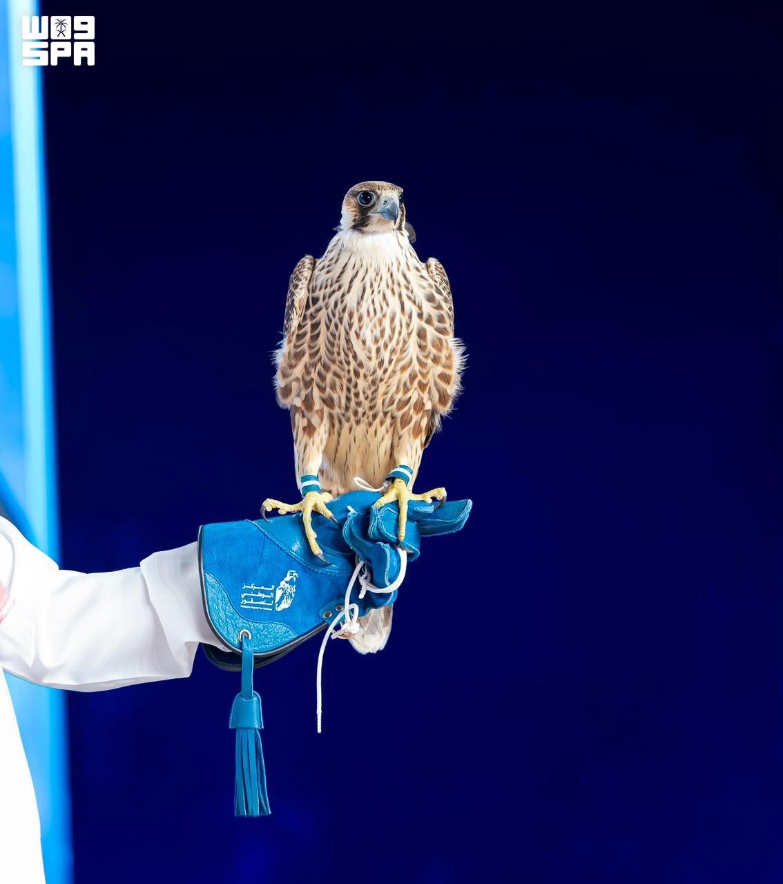 3 falcons fetch over $98,000 on 10th night of Saudi auction — Dubai Real Estate news