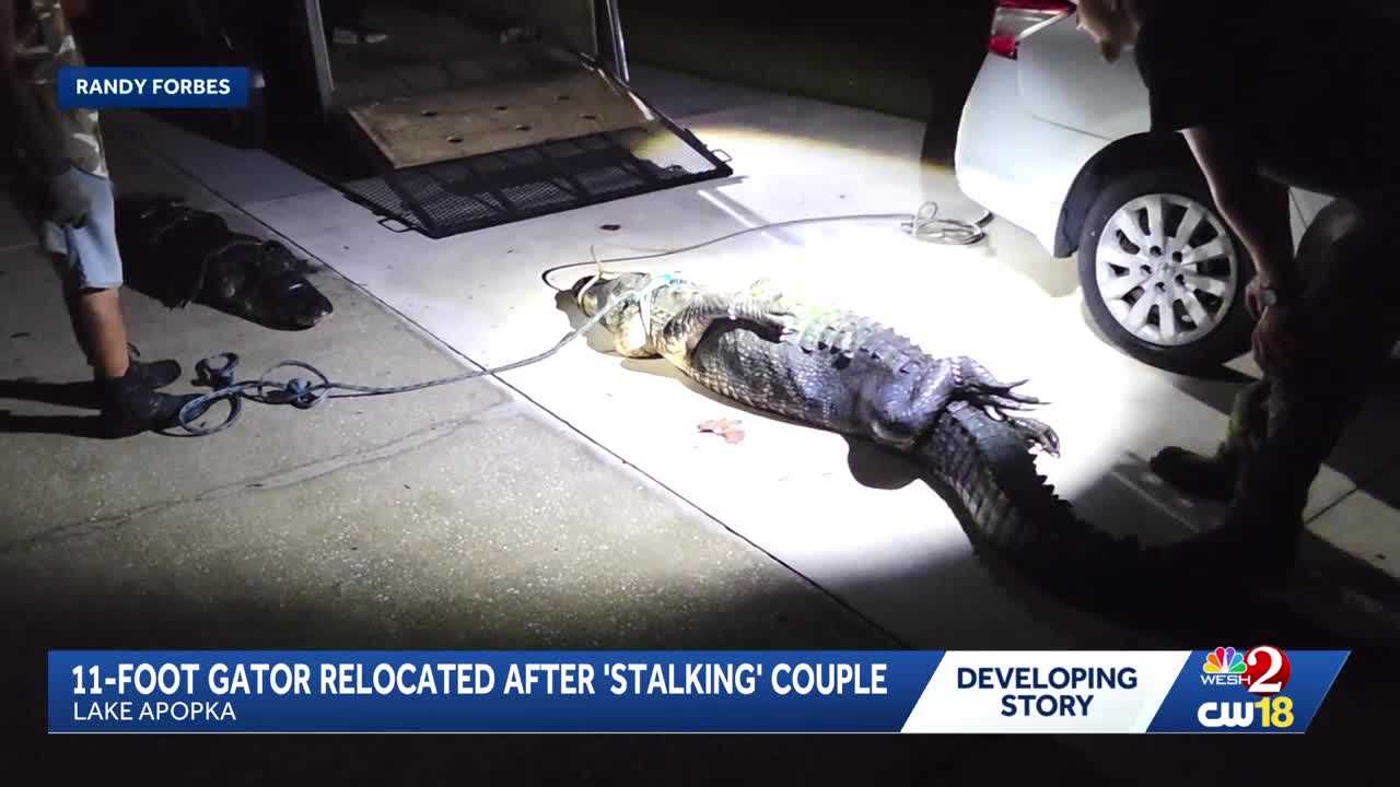 11-foot gator removed from Lake Apopka property after 'stalking' couple — WESH 2 Orlando, Dubai Real Estate news