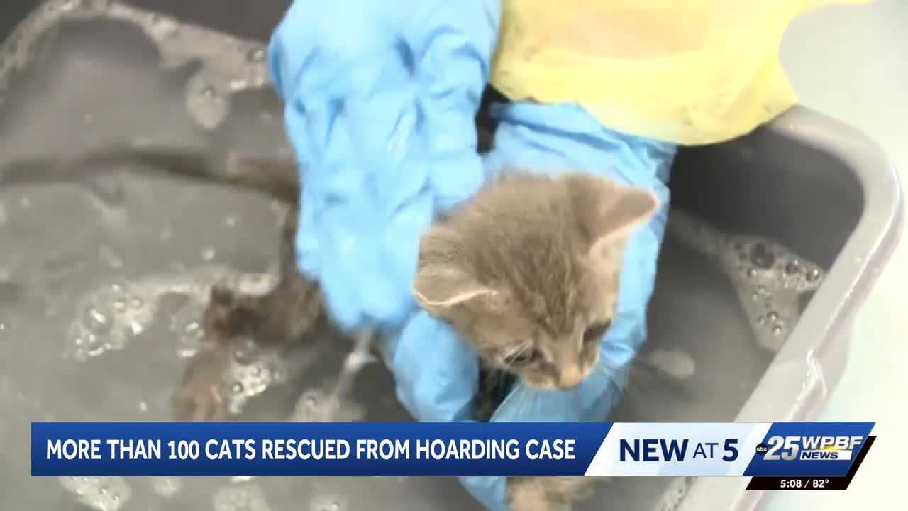 More than 100 cats rescued from hoarding situation in Port St. Lucie — WPBF West Palm Beach, Dubai Health news