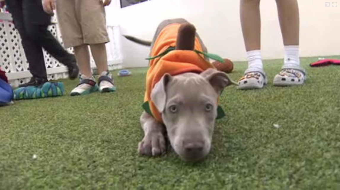 Count Barkula Halloween Festival connects families to shelter dogs in Dania Beach — WSVN 7 Broward, Dubai Arts news
